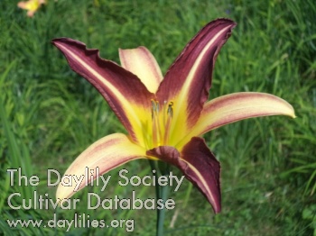Daylily Violacea